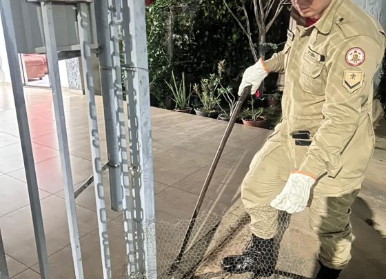 Bombeiros de Mato Grosso capturam cobra surucucu que estava em portão de residência