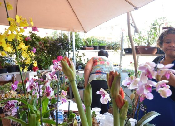 Brasília - Sebrae promove a campanha: Compre do Pequeno Negócio, durante o Mercado do Produtor Rural (José Cruz/Agência Brasil)