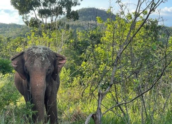 Elefanta Lady, de 52 anos, morre por eutanásia no santuário da Chapada dos Guimarães