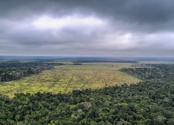 Mato Grosso reforça fiscalização contra desmatamento ilegal e uso irregular do fogo