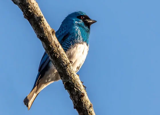 Mato Grosso se destaca como principal destino para observação de aves no Brasil