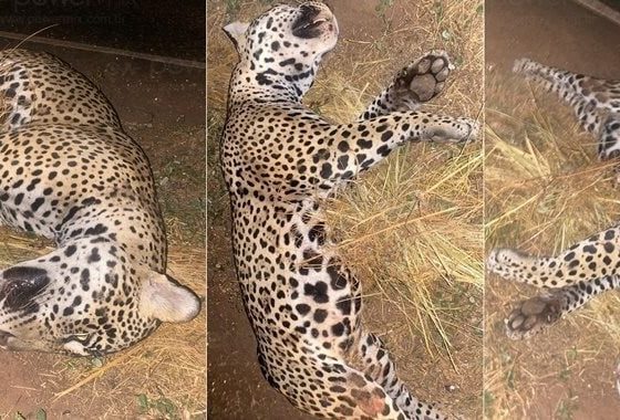 Onça-pintada morre atropelada na MT-235 em Nova Mutum