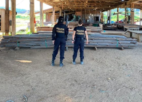 Polícia Federal realiza Operação Ankara contra extração clandestina de madeira em Terra Indígena Aripuanã