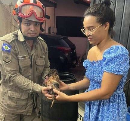 Bombeiros resgatam cachorro preso em cano de esgoto em Tangará da Serra