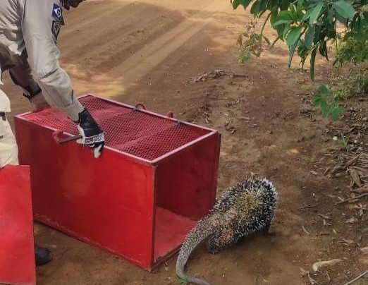 Bombeiros de Mato Grosso realizam resgates de animais em situações de risco