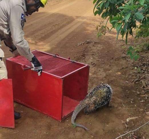 Bombeiros de Mato Grosso realizam resgates de animais em situações de risco