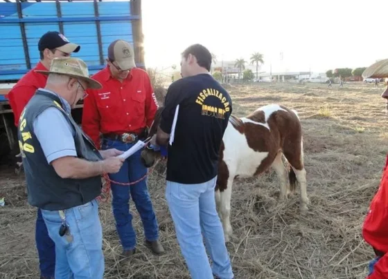 Veterinários devem fazer curso obrigatório em Mato Grosso para atuar em leilões, cavalgadas e outros eventos agropecuários