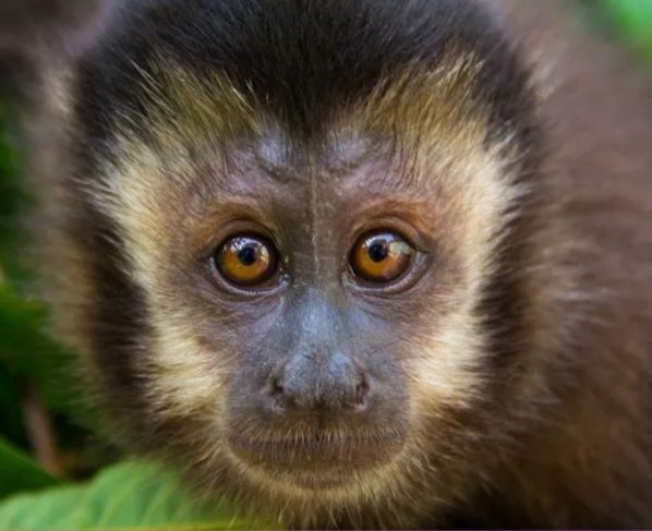 macaco prego