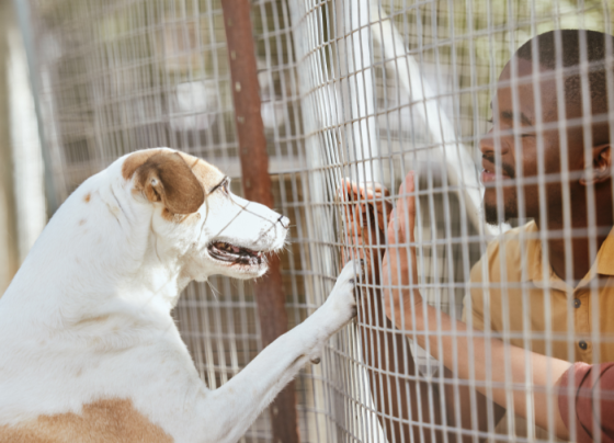 Ministerio Publico exige construcao de canil e protecao animal em Agua Boa