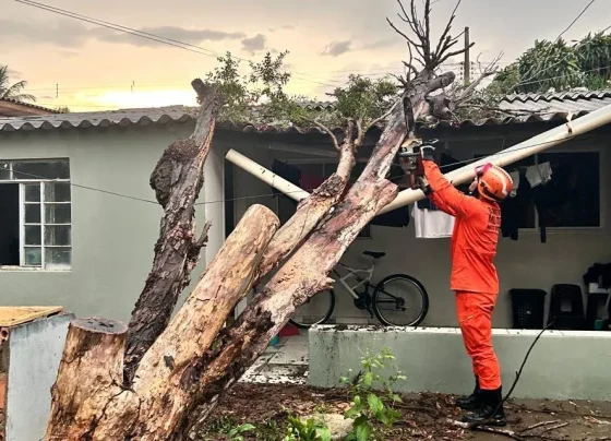 Bombeiros removem árvore caída sobre casa em Primavera do Leste