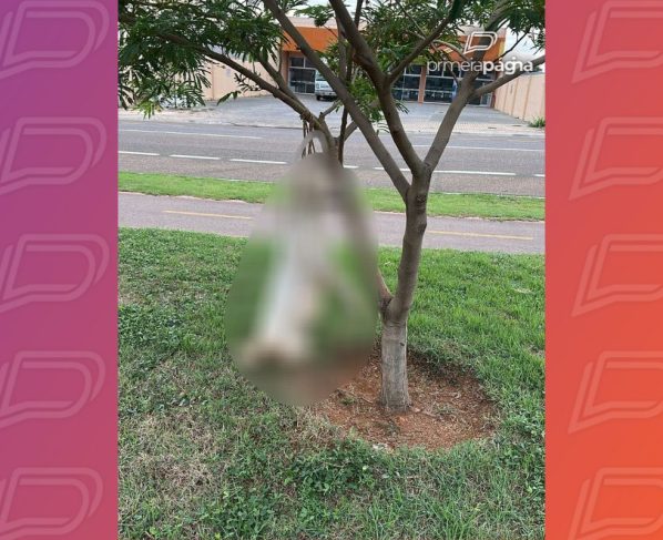 Cachorro é encontrado morto pendurado em árvore.