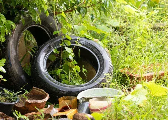 Lucas do Rio Verde registra 124 notificações de dengue em janeiro, alerta Vigilância em Saúde