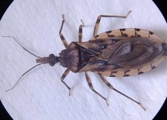 Barbero, inseto transmissor da doença de Chagas