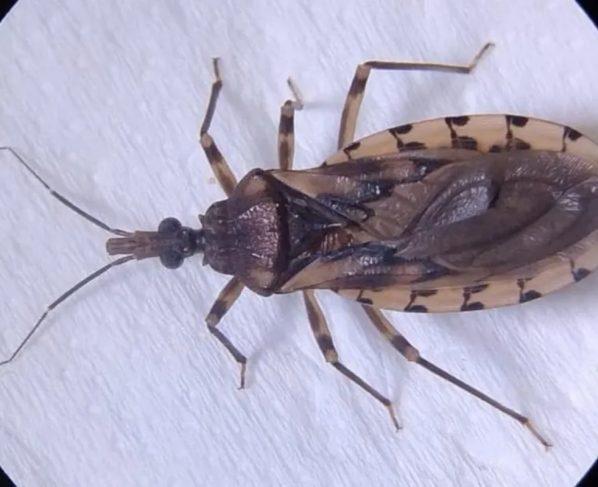 Barbero, inseto transmissor da doença de Chagas