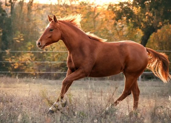 Um cabo de alta tensão se rompeu e caiu dentro de um haras na estrada Silvana, na zona rural de Sinop (MT), provocando a morte de duas éguas da raça quarto de milha que estavam pastando no local. Segundo a proprietária da propriedade, o problema na rede elétrica já havia sido alvo de reclamações anteriores.
