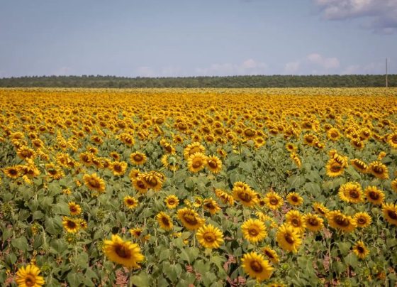 Plantação de girassol em MT