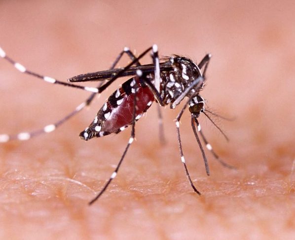 Mosquito Aedes aegypti, que transmite dengue, zika e chikungunya (Foto: (Imagem: Tacio Philip Sansonovski/Shutterstock)