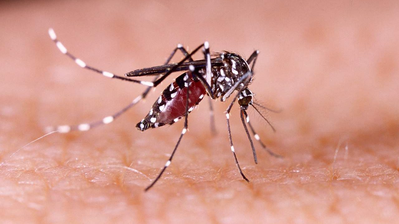 Mosquito Aedes aegypti, que transmite dengue, zika e chikungunya (Foto: (Imagem: Tacio Philip Sansonovski/Shutterstock)