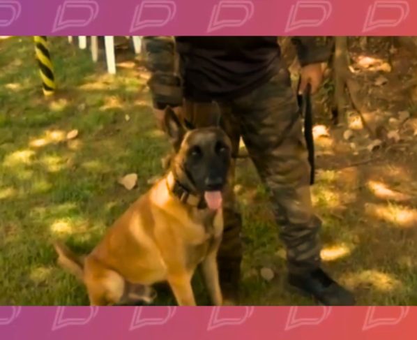 O torneio reforça o trabalho da cinotecnia no sistema de segurança pública, que é o conjunto de técnicas e conhecimentos voltados para o estudo, criação, manejo e adestramento de cães