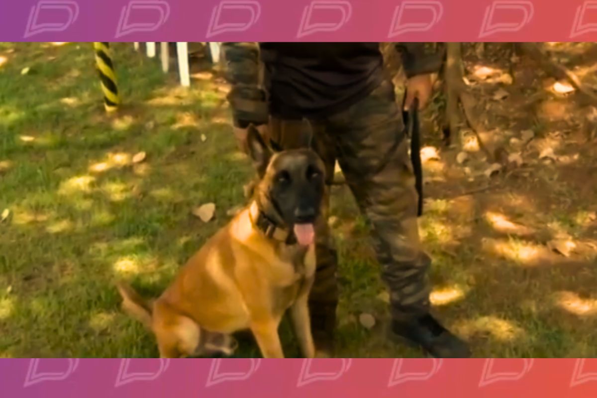 O torneio reforça o trabalho da cinotecnia no sistema de segurança pública, que é o conjunto de técnicas e conhecimentos voltados para o estudo, criação, manejo e adestramento de cães