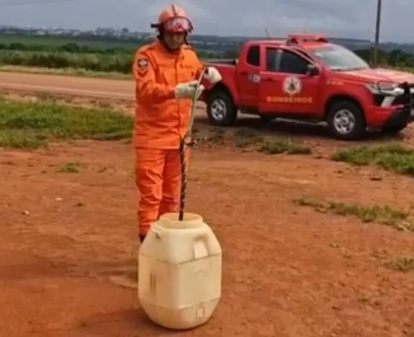 Cobra caninana é resgatada por bombeiros em empresa agrícola