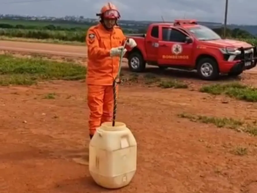 Cobra caninana é resgatada por bombeiros em empresa agrícola