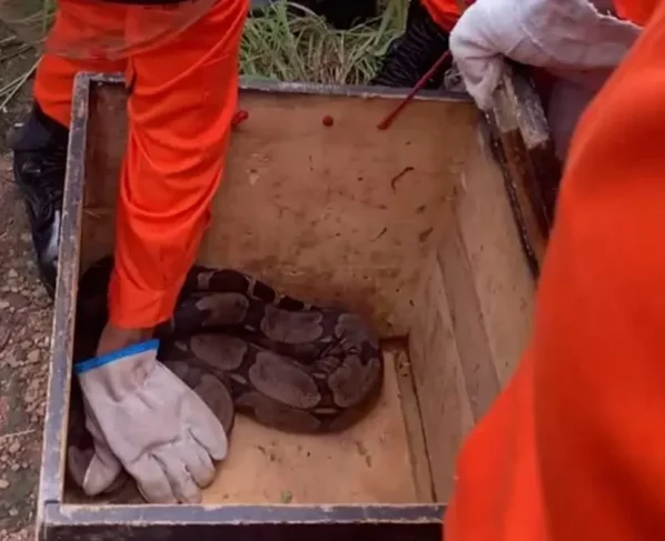Resgate de cobras jiboia mobiliza bombeiros em duas cidades
