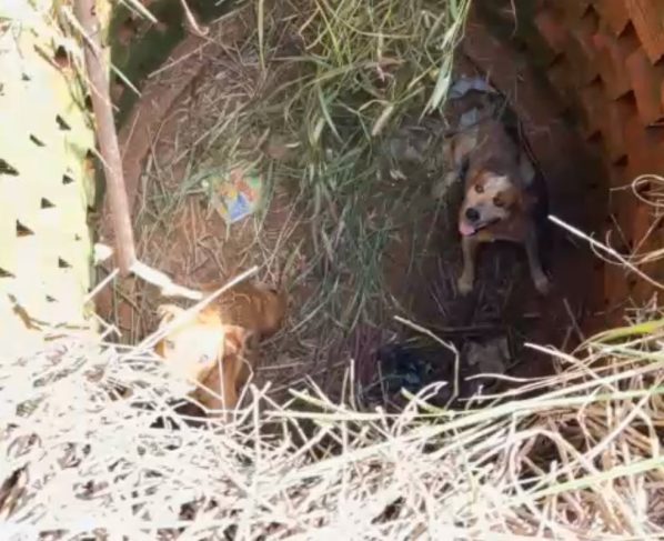Cães são retirados de fossa pelo Corpo de Bombeiros. - Foto: CBMMT