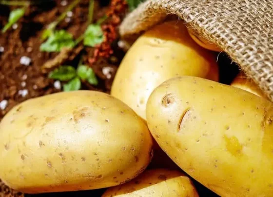 Batata dispara