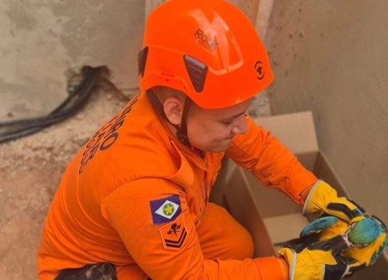 Corpo de Bombeiros atende três ocorrências envolvendo animais silvestres em Lucas do Rio Verde