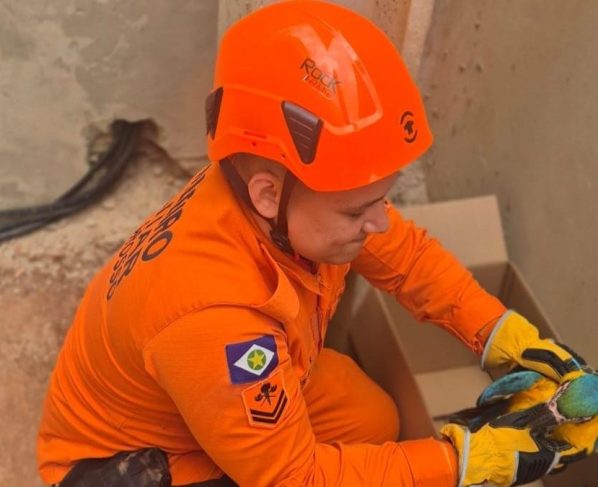 Corpo de Bombeiros atende três ocorrências envolvendo animais silvestres em Lucas do Rio Verde