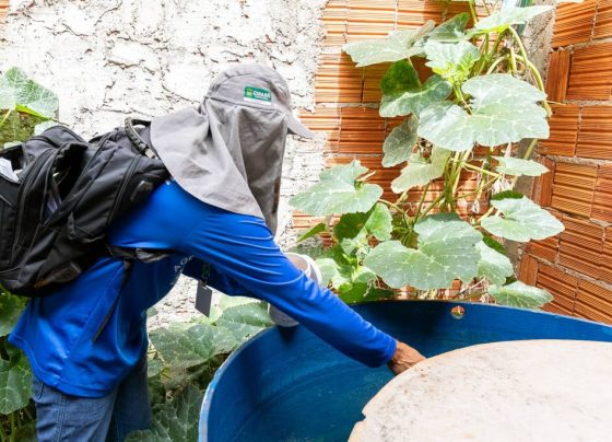 Casos de Chikungunya