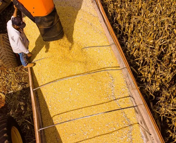 Mato Grosso lidera produção agropecuária com R$ 206 bi