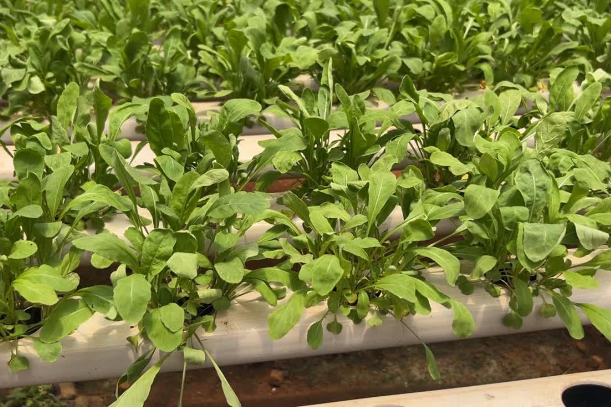 HIDROPONIA PVA 3