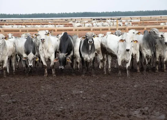 China reconhece Brasil livre de febre aftosa e fortalece carne de MT