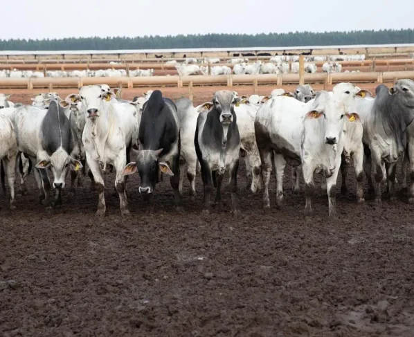 China reconhece Brasil livre de febre aftosa e fortalece carne de MT