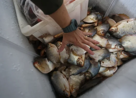 Pescado apreendido cuiaba juvam