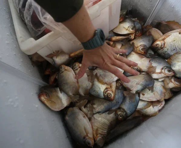 Pescado apreendido cuiaba juvam