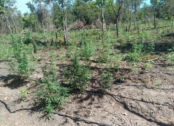 Invasão de terra em Luciara leva à apreensão de 5 mil pés de maconha