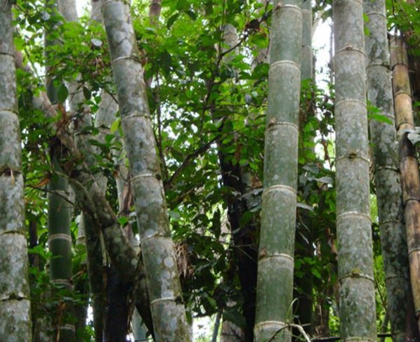 Bambu se torna alternativa para produção de biomassa em Mato Grosso. - Foto: Embrapa