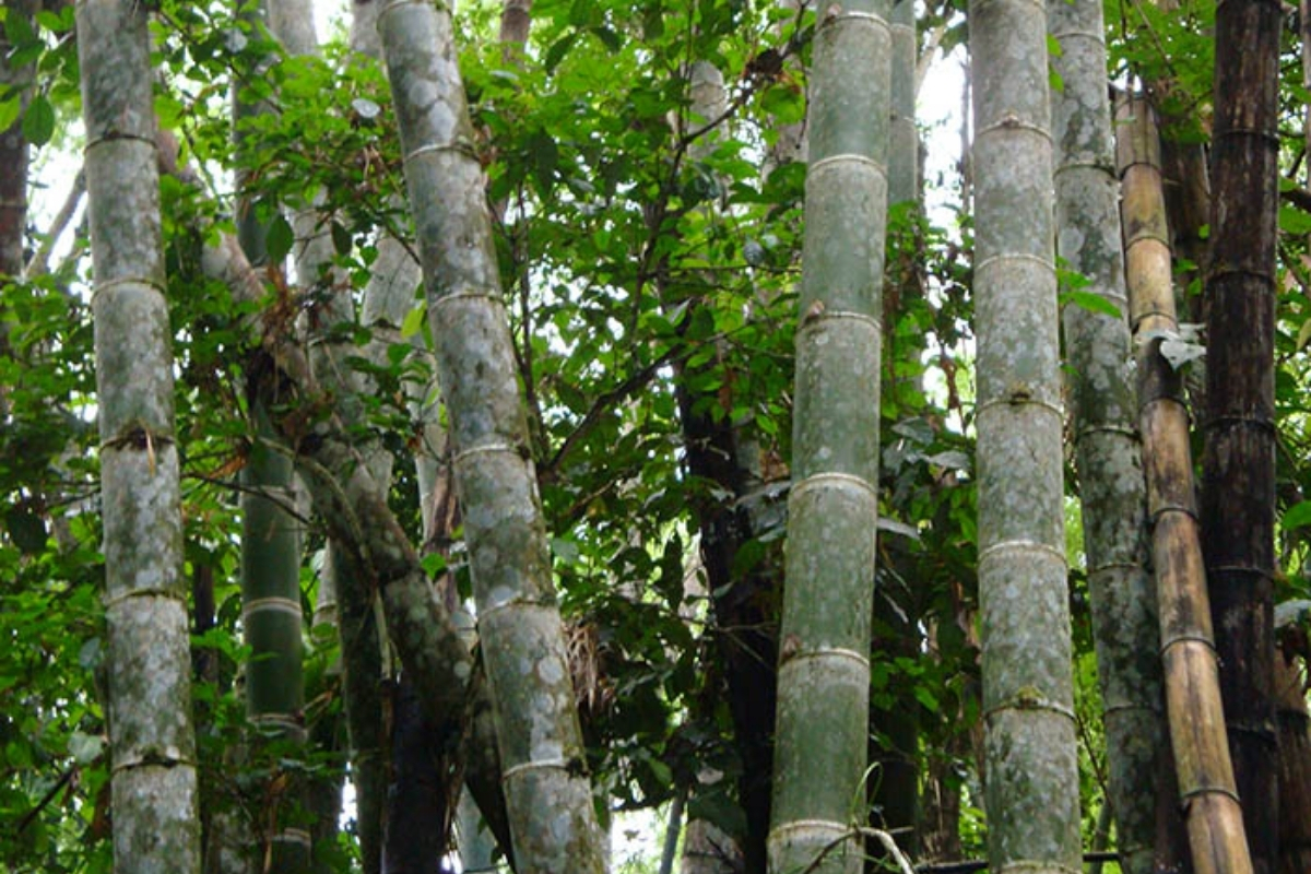 Bambu se torna alternativa para produção de biomassa em Mato Grosso. - Foto: Embrapa
