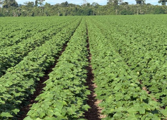 Super El Niño pode reduzir produtividade agrícola, mas manejo adequado pode transformar desafio em oportunidade em Mato Grosso
