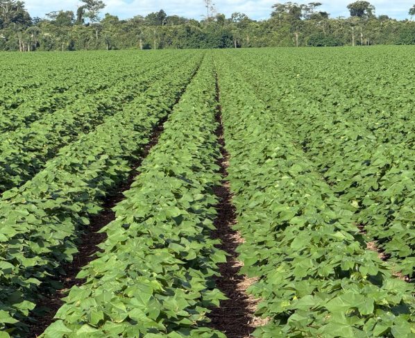 Super El Niño pode reduzir produtividade agrícola, mas manejo adequado pode transformar desafio em oportunidade em Mato Grosso