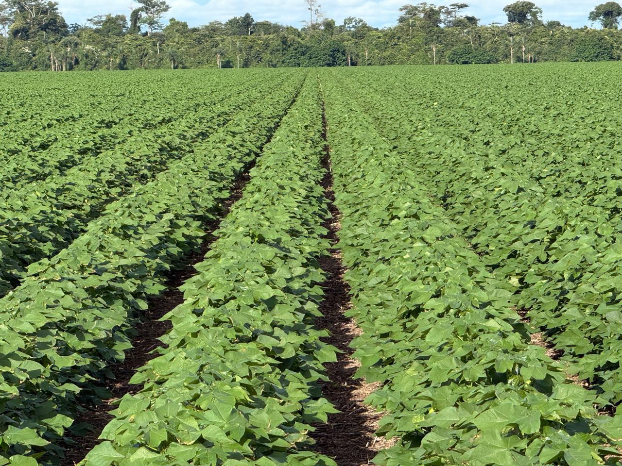 Super El Niño pode reduzir produtividade agrícola, mas manejo adequado pode transformar desafio em oportunidade em Mato Grosso