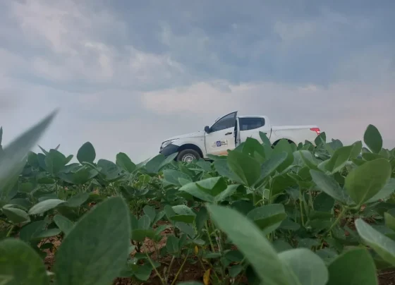 Vazio sanitário da soja em Mato Grosso já está em vigor