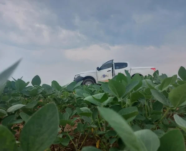 Vazio sanitário da soja em Mato Grosso já está em vigor