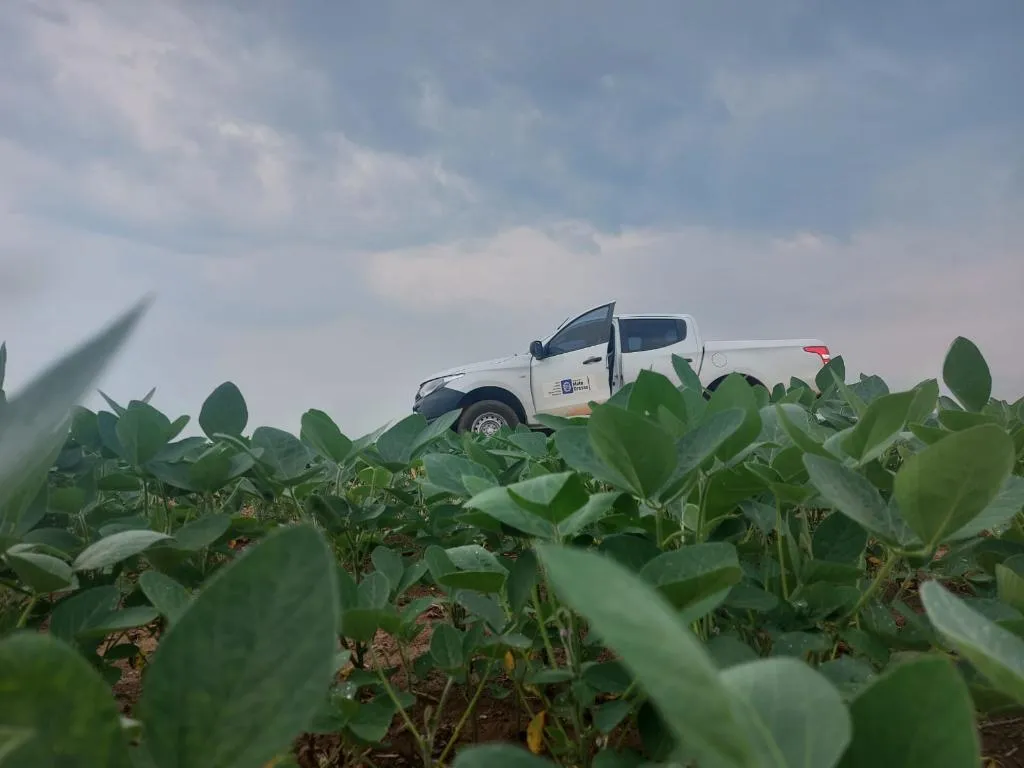 Vazio sanitário da soja em Mato Grosso já está em vigor