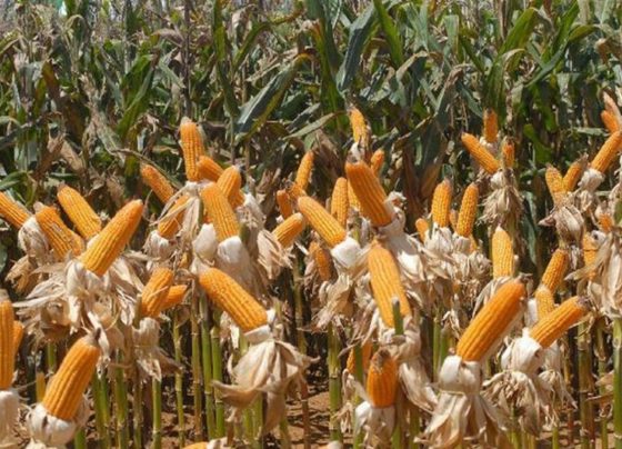 El Niño pode afetar plantio da próxima safra de grãos no país, alerta meteorologista. Foto: Elza Fiúza/Agência Brasil