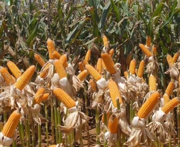 El Niño pode afetar plantio da próxima safra de grãos no país, alerta meteorologista. Foto: Elza Fiúza/Agência Brasil