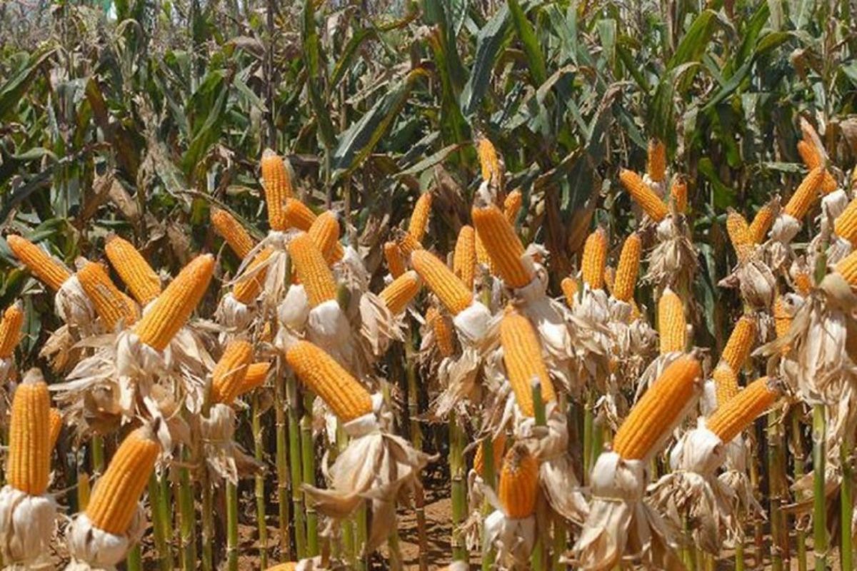El Niño pode afetar plantio da próxima safra de grãos no país, alerta meteorologista. Foto: Elza Fiúza/Agência Brasil